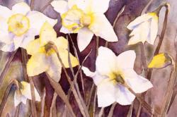 Dancing Daffodils 250x180