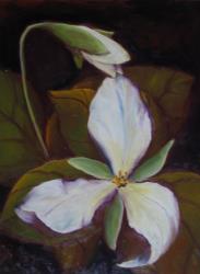 Trillium with bud